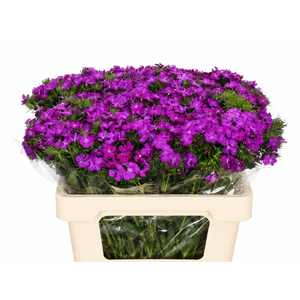 Dianthus Br Amazon Neon Purple
