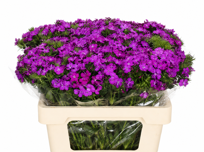 <h4>Dianthus Br Amazon Neon Purple</h4>