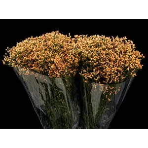 Limonium Carrot Orange