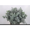 Euc Cinerea Per Bunch 400 Gram Extra