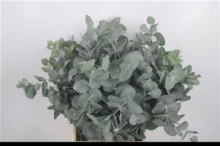 Euc Cinerea Per Bunch 400 Gram Extra