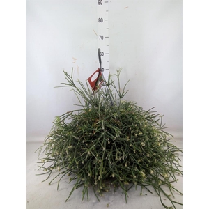Rhipsalis   ...