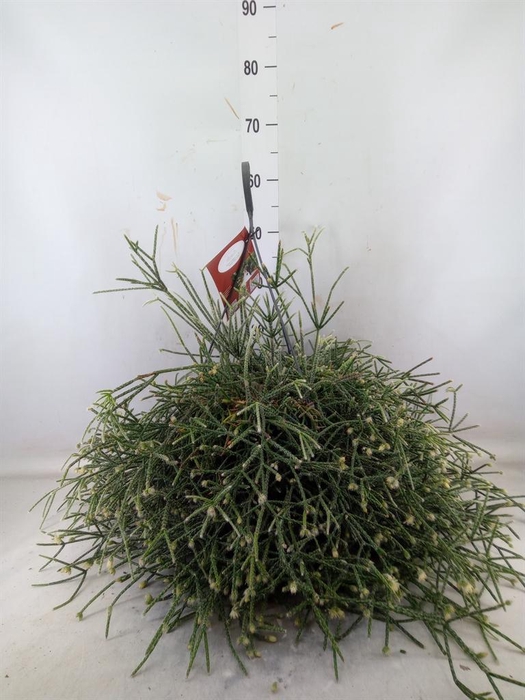 <h4>Rhipsalis ...</h4>