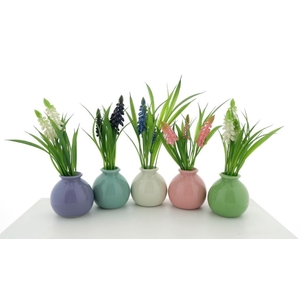 Muscari in pot 12 pcs assorted  23c