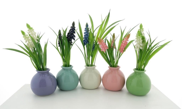 <h4>Muscari in pot 12 pcs assorted  23c</h4>