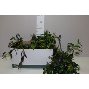 Aeschynanthus Marmoratus Hang