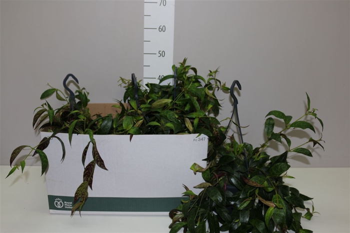 <h4>Aeschynanthus Marmoratus Hang</h4>