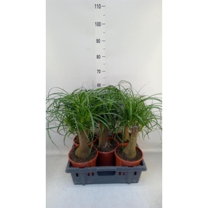 Beaucarnea recurvata