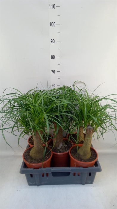 <h4>Beaucarnea recurvata</h4>