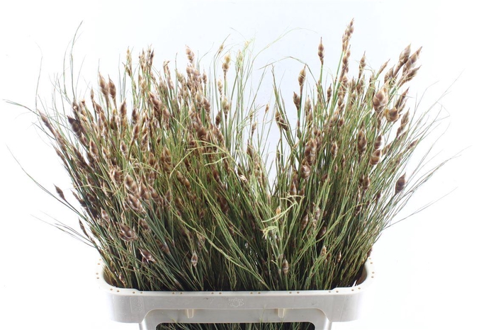 <h4>Bell Reed Naturel</h4>