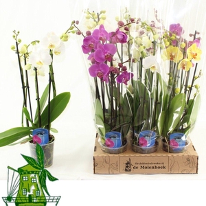 4 Tak Phalaenopsis MIX, 24+ Knop, 60 CM