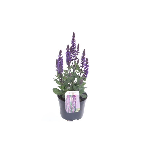 <h4>Salvia nemorosa Sens comp Deep Blue</h4>