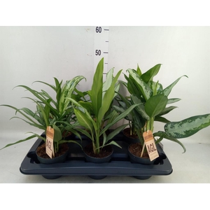 Aglaonema  'Maria'