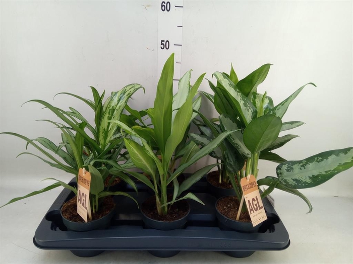 <h4>Aglaonema  'Maria'</h4>