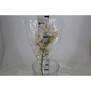 CYMBIDIUM HT 5/9 FLS BRANCO