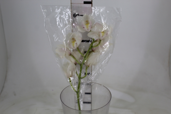 <h4>CYMBIDIUM HT 5/9 FLS BRANCO</h4>