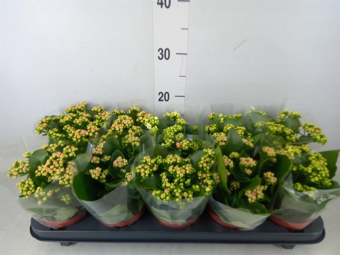 <h4>Kalanchoe blos.   ..rosebud mix  5</h4>