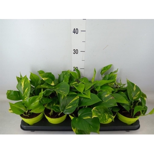 Epipremnum pinn. 'Aureum'