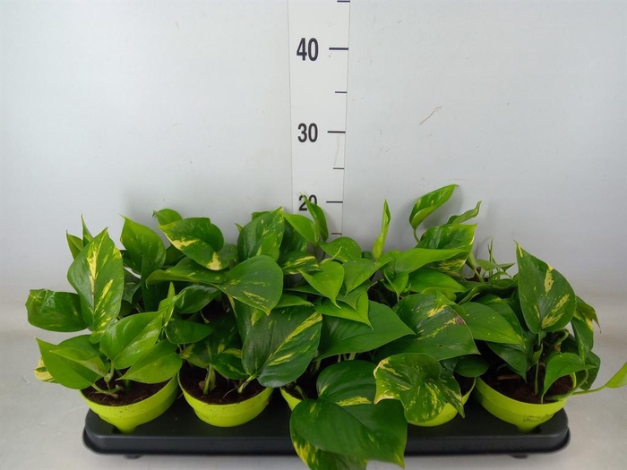 <h4>Epipremnum pinn. 'Aureum'</h4>