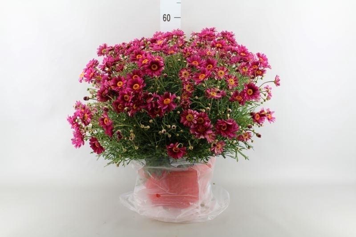 <h4>Argyranthemum   ...</h4>