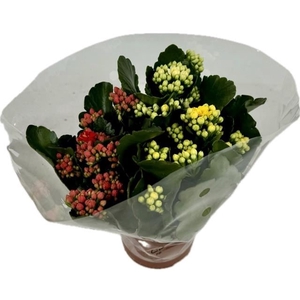 Kalanchoe gevuld gemengd in pot