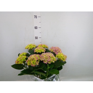 Hydrangea mac. 'Anda'