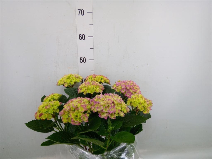 <h4>Hydrangea mac. 'Anda'</h4>