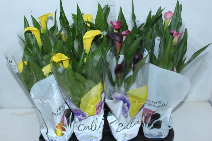 <h4>CALLA COLORIDA P14</h4>