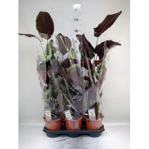 Calathea majestica 'Whitestar'