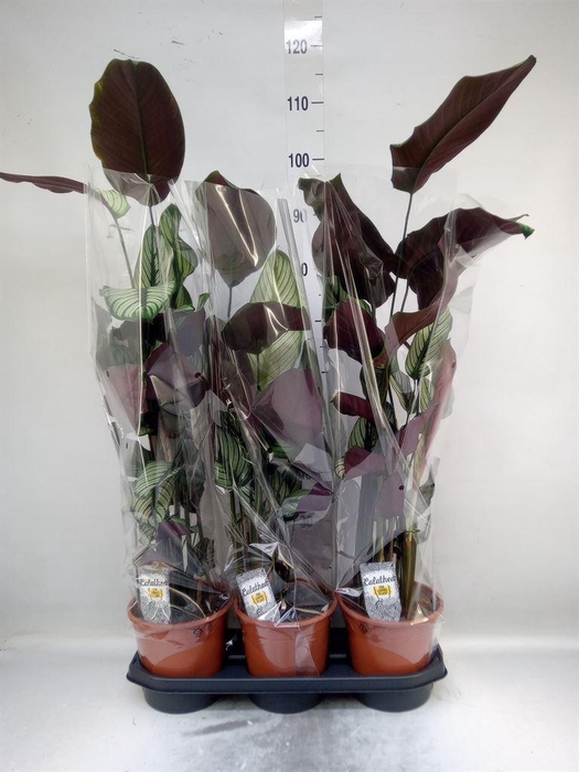 <h4>Calathea majestica 'Whitestar'</h4>