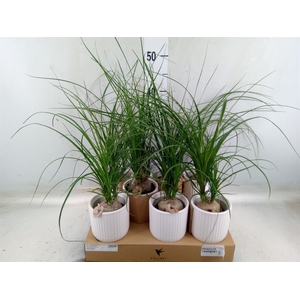 Beaucarnea recurvata