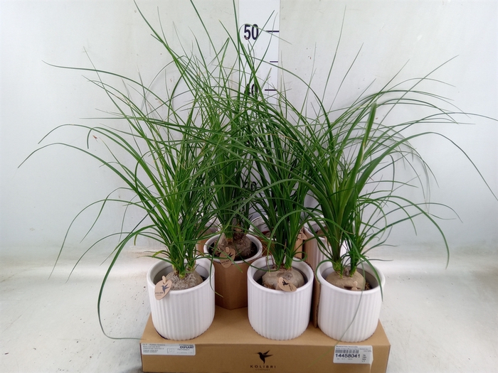 <h4>Beaucarnea recurvata</h4>