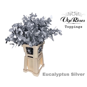 EUCA CINEREA SILVER 300GR