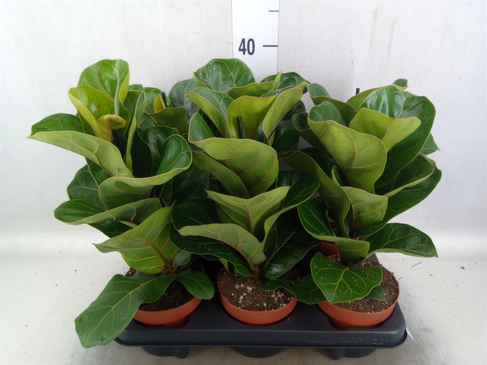 <h4>Ficus lyrata 'Bambino'</h4>