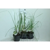 Cortaderia Selloana Pumila