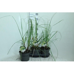 Cortaderia Selloana Pumila
