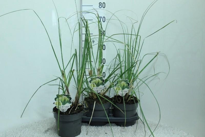 <h4>Cortaderia Selloana Pumila</h4>