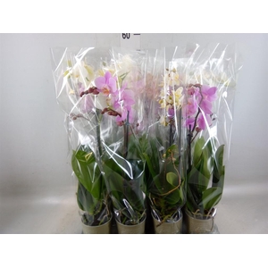 Phalaenopsis   ...mix