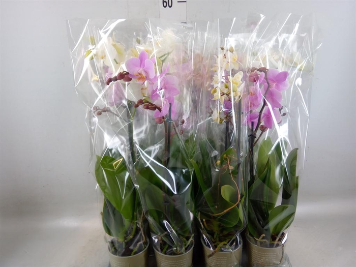 <h4>Phalaenopsis   ...mix</h4>