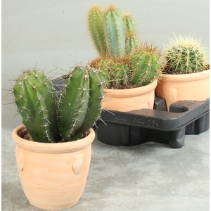 CACTUS OV