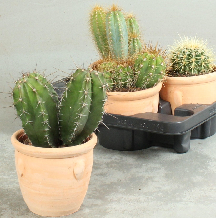 <h4>CACTUS OV</h4>