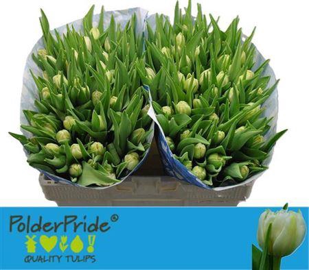 <h4>Tu Du Northcap</h4>