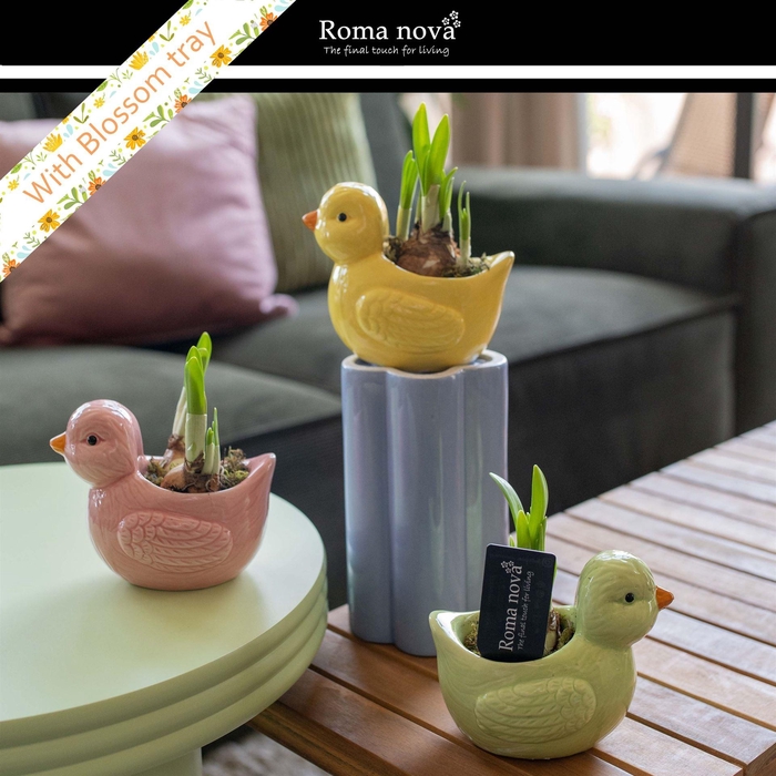 <h4>Arr. Narcissus</h4>