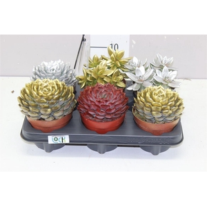 Echeveria Painted Xmas Mix