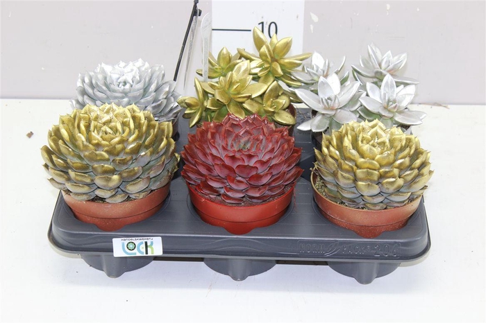 <h4>Echeveria Painted Xmas Mix</h4>