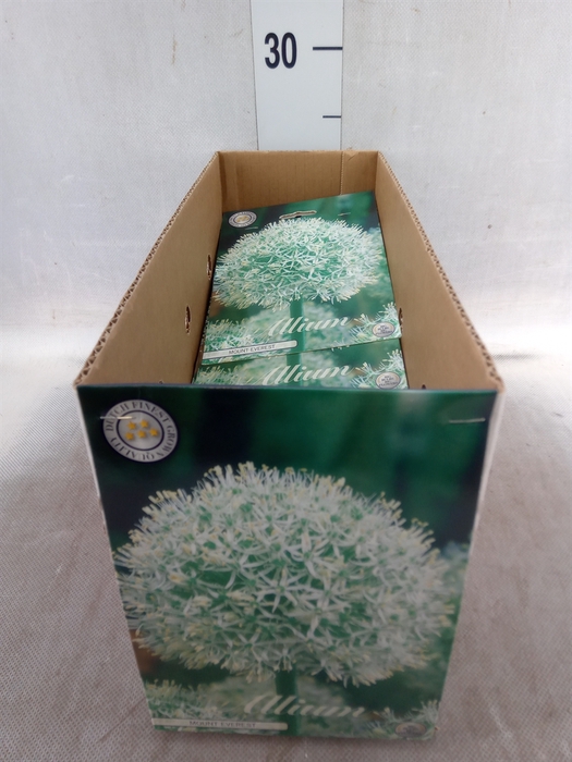 <h4>Allium   ...flowerbulbs</h4>