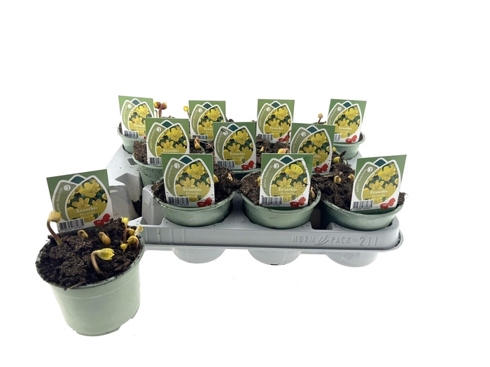 arr8 Eranthis Hyemalis