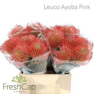 Leucospermum  'Ayoba Pink'