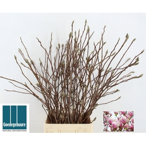 MAGNOLIA GRANDIFLORA