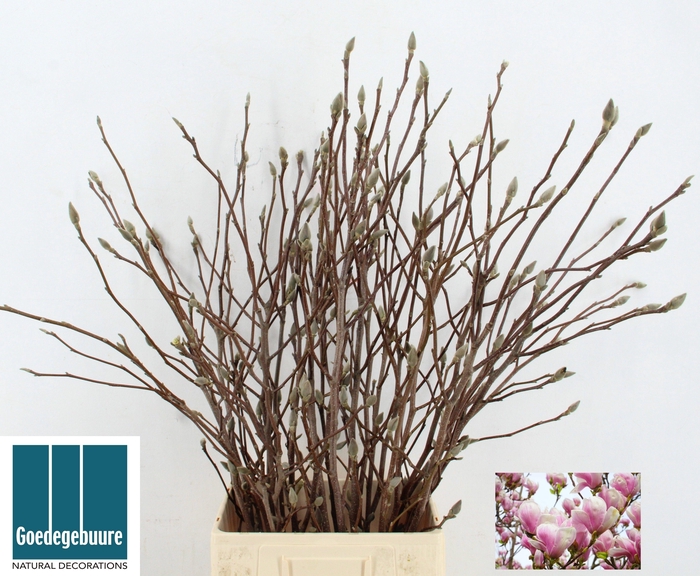 <h4>MAGNOLIA GRANDIFLORA</h4>